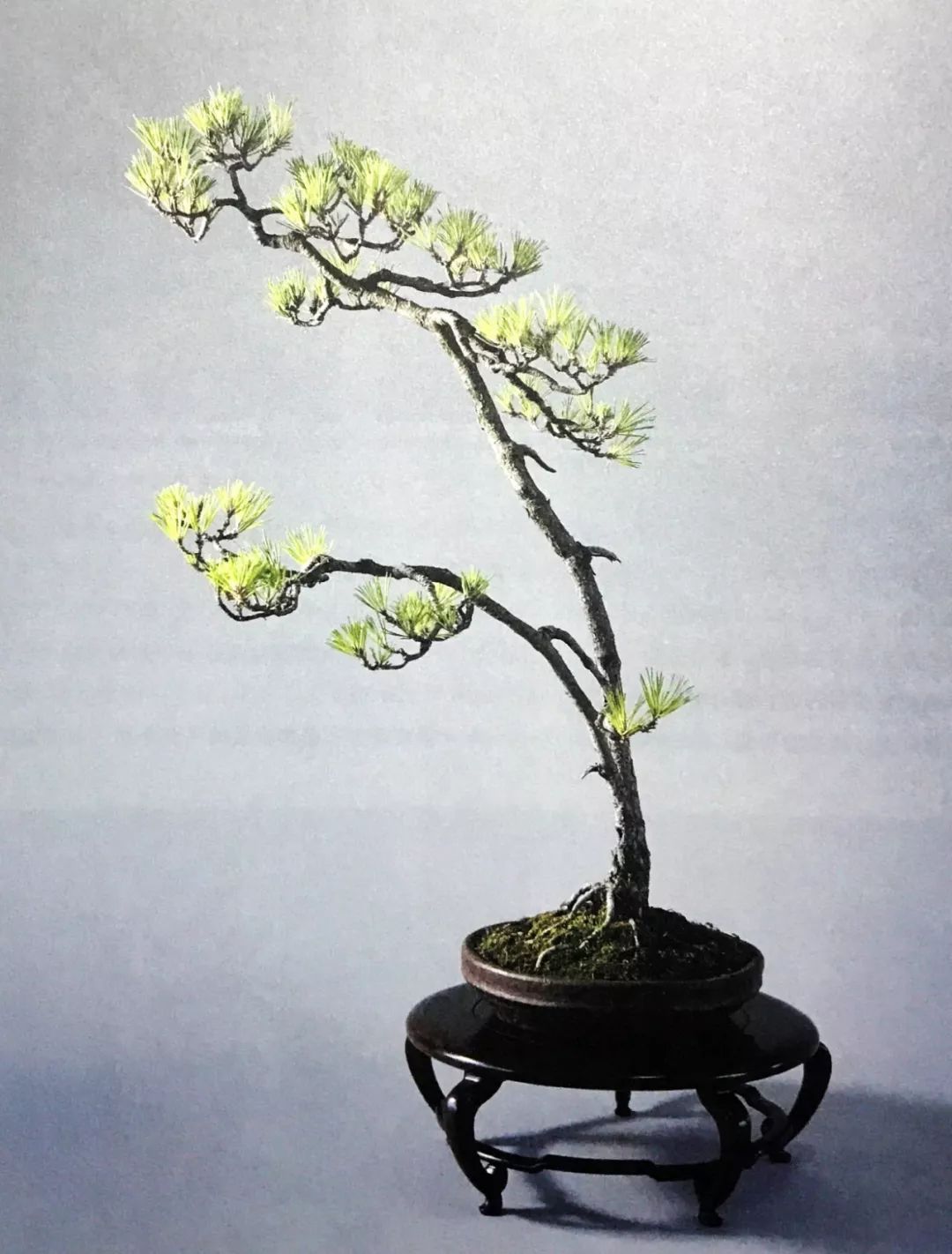 一千元一棵的黑松盆景,1000元左右黑松盆景
