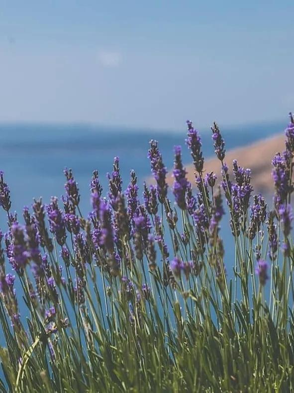 宝藏紫色单品,紫色单品大合集