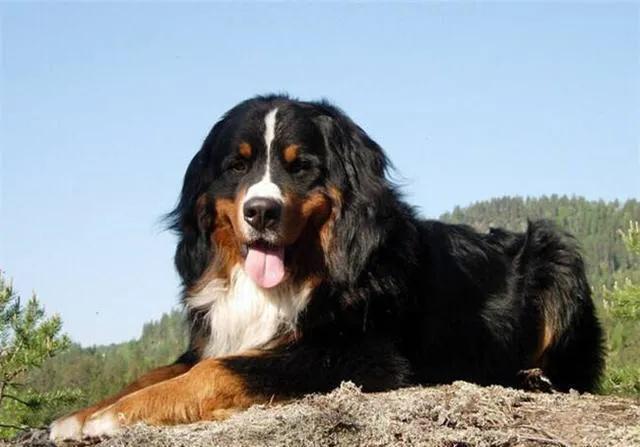 世界各国大型猛犬排名,世界各国猛犬排名