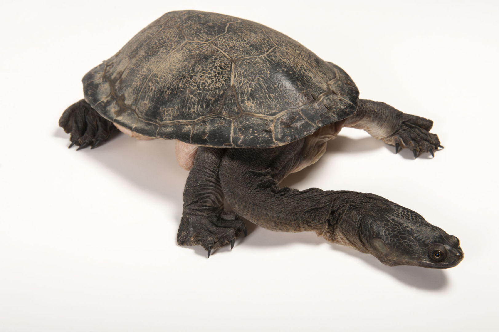 匠志萌宠乐园教学,匠志萌宠