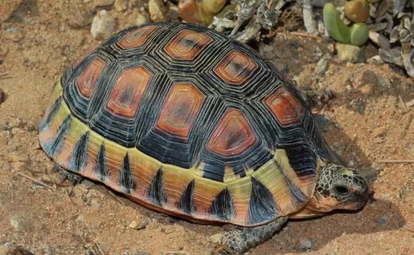 骄傲的乌龟,骄傲的乌龟图