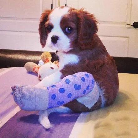 狗狗三个小技巧,狗跛行怎么办