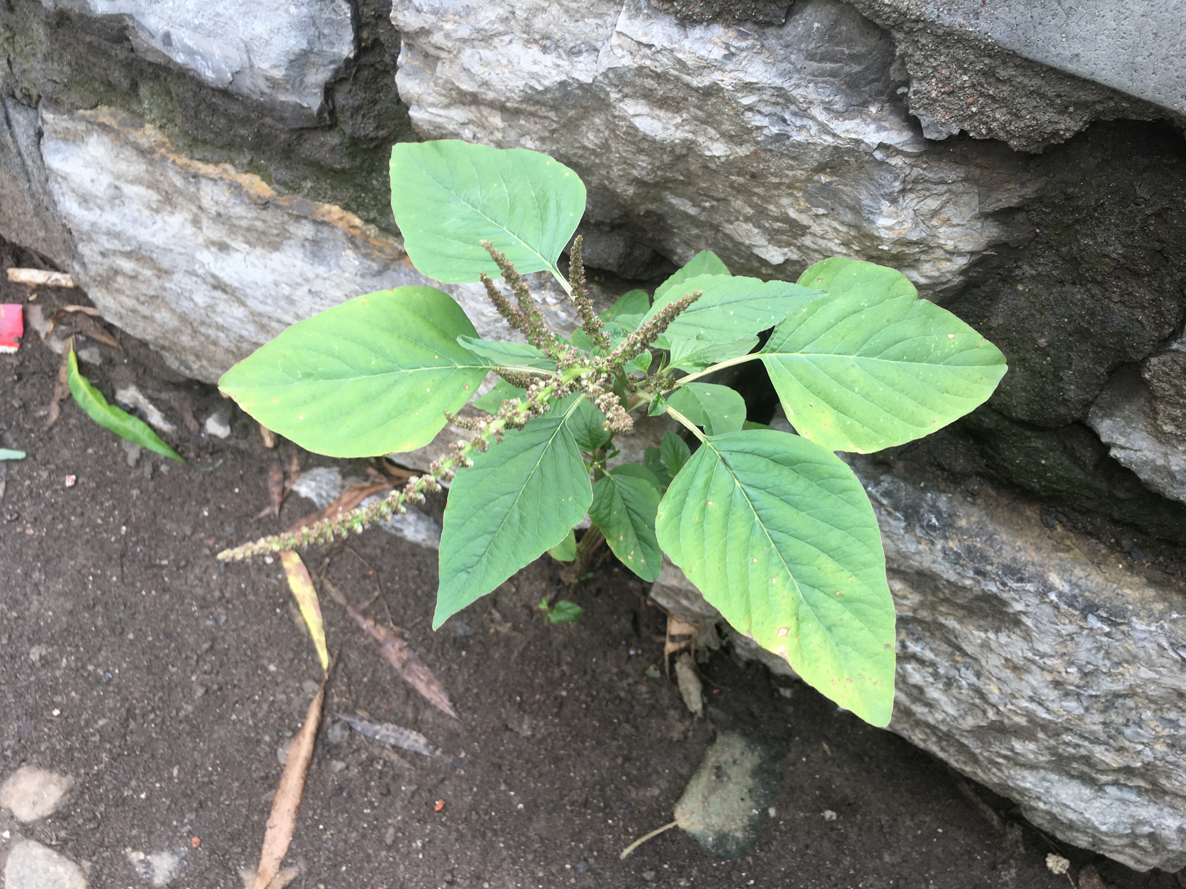 为什么水泥地会长高,为什么草坪会长很多杂草呢