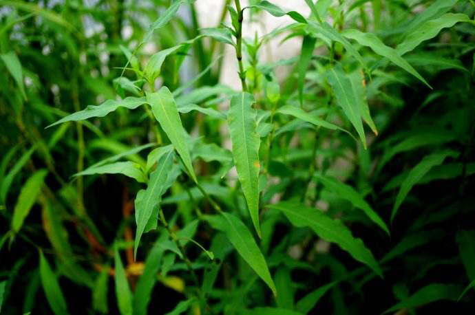 水蓼根图片,水蓼的价格