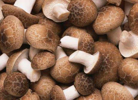 经常吃香菇的好处,经常吃香菇有没有毒