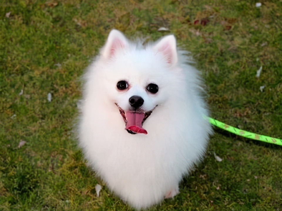 新手养什么狗小型犬便宜寿命长,什么样的宠物狗最好养温顺不生病