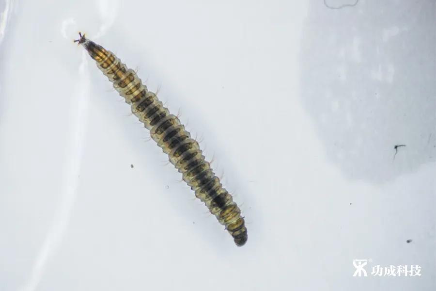 卫生间小虫子蛾蠓怎么来的,卫生间有小虫蛾蚋怎么治