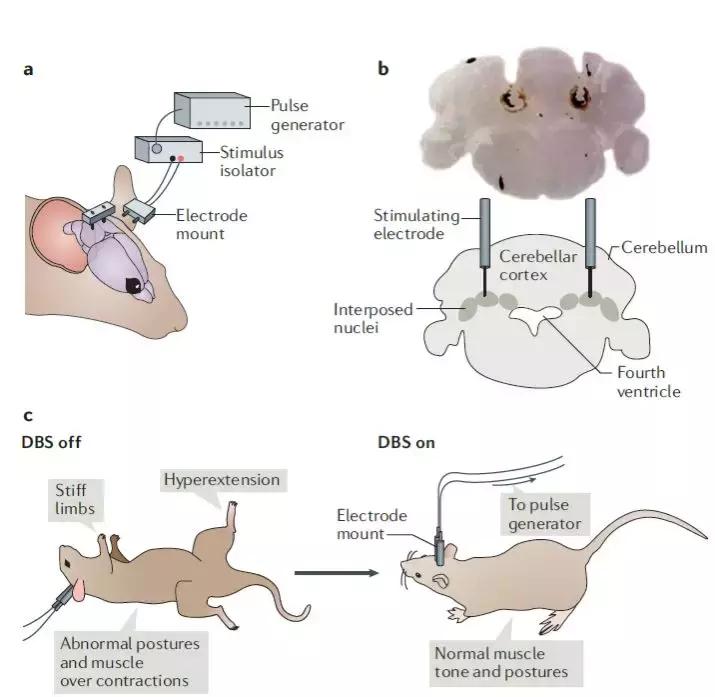 nature关于脑的成果,小脑功能最近研究