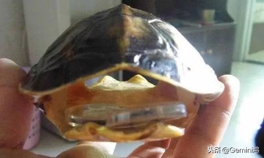 文玩小乌龟,文玩乌龟代表什么