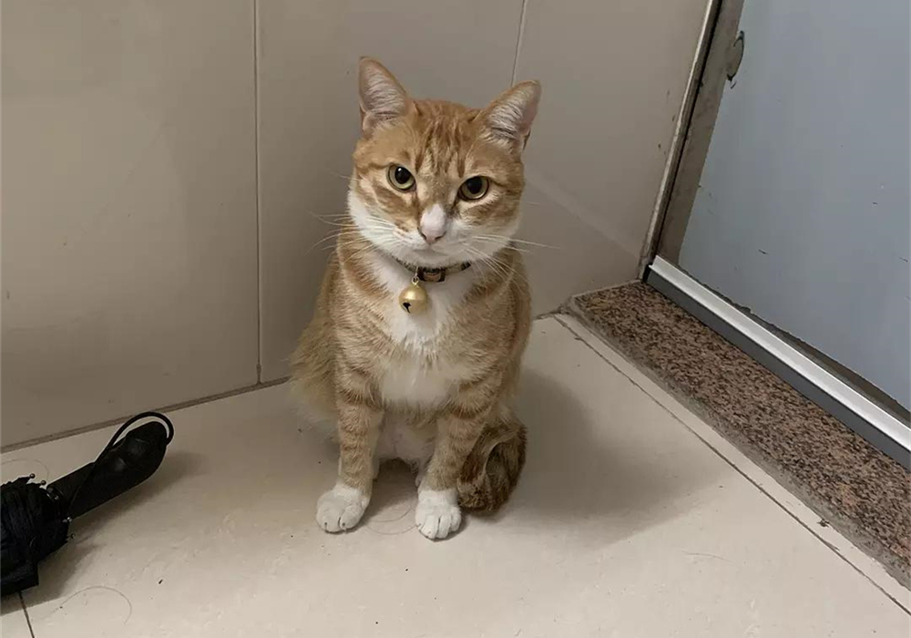 自己在家给猫咪打疫苗注意事项,自己给猫咪打疫苗会被记仇吗