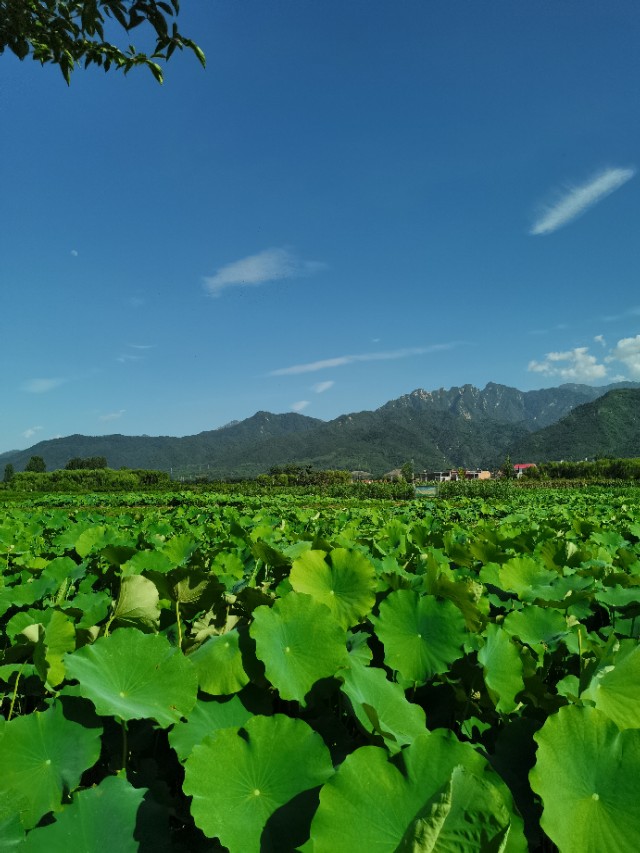 古都寻琴记全部视频,文化地理寻琴记