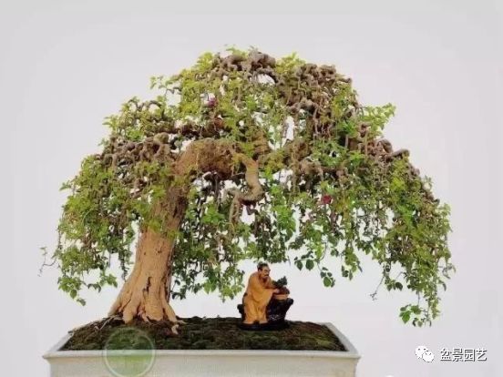 48种绝世盆景,绝世惊艳之作