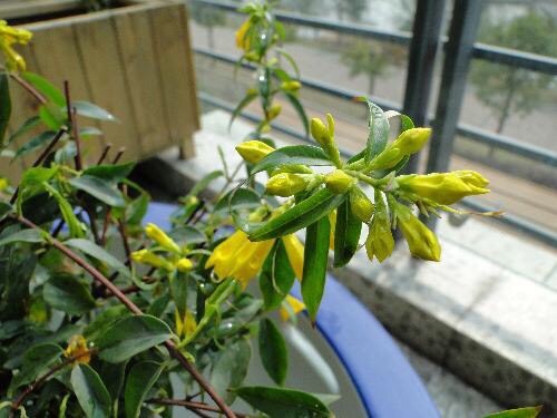 养茉莉怎么修剪,香水茉莉花的养殖方法和修剪方法