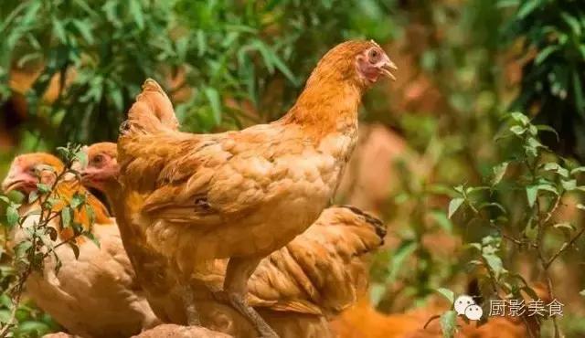 全世界的鸡都在这了，有你认识的吗？