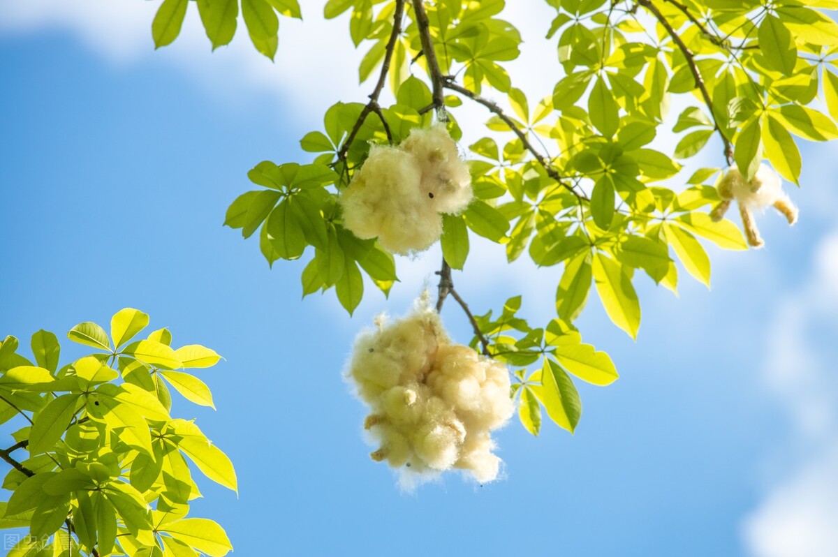 哪些植物有自己的小秘密,植物的朋友圈绘本视频