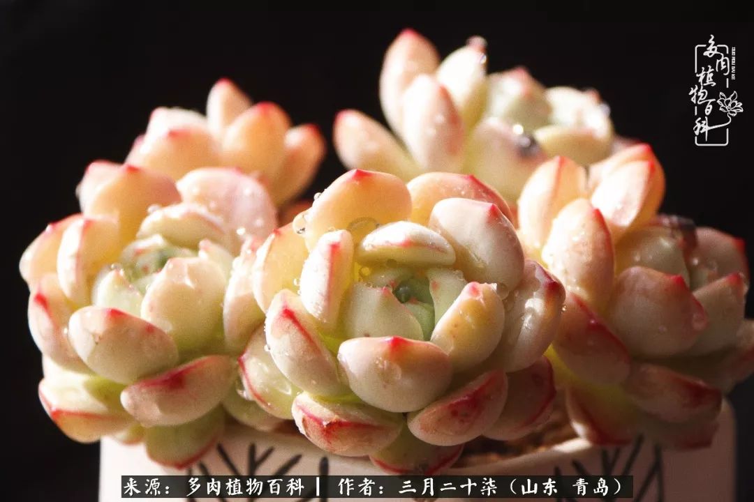 有多肉，有狗狗，给生活多一点惊喜