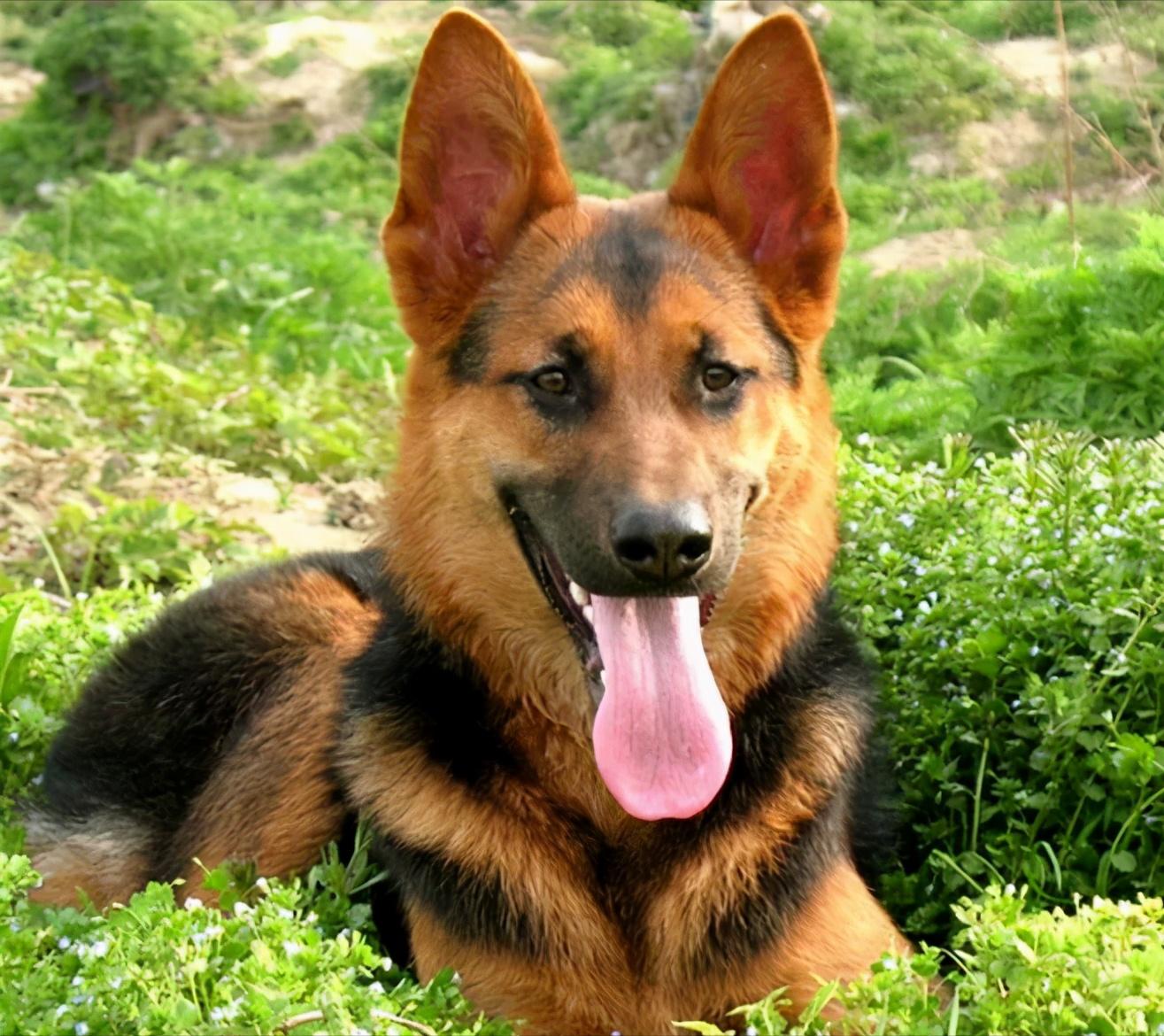 如何养好一只德牧,养德牧最省钱的方法