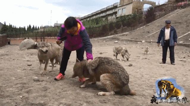 养狼disco：我在*疆新**，把狼养成了哈士奇