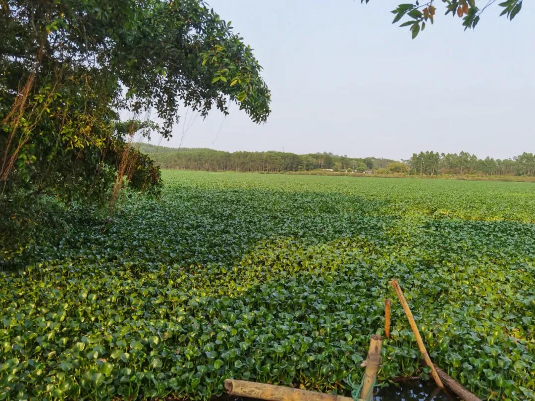 对水浮莲开战阳春清漂任务84万平方米，每天至少清漂8万平方米