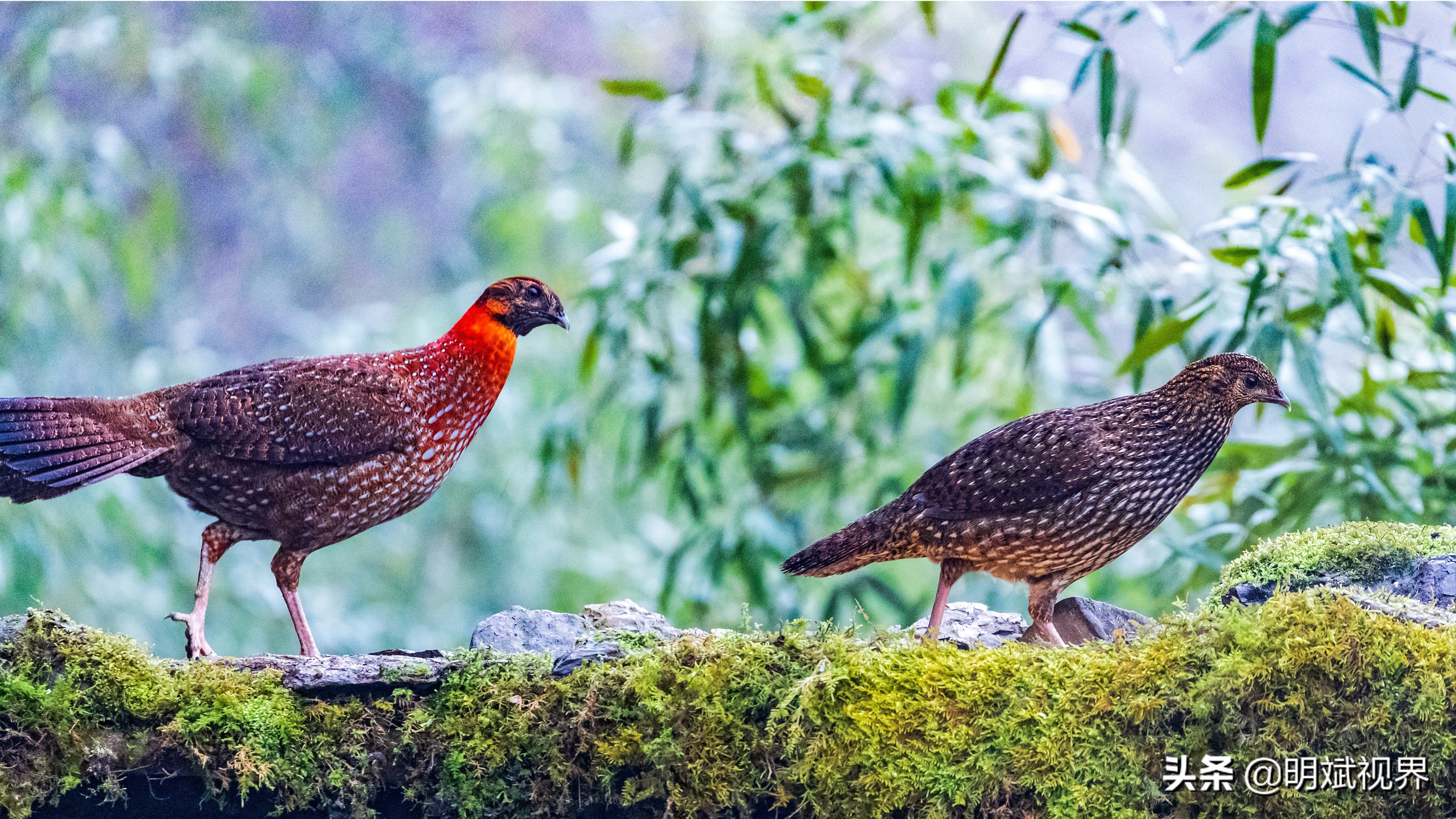 南川红腹角雉图片,重庆南川红腹角雉拍摄点