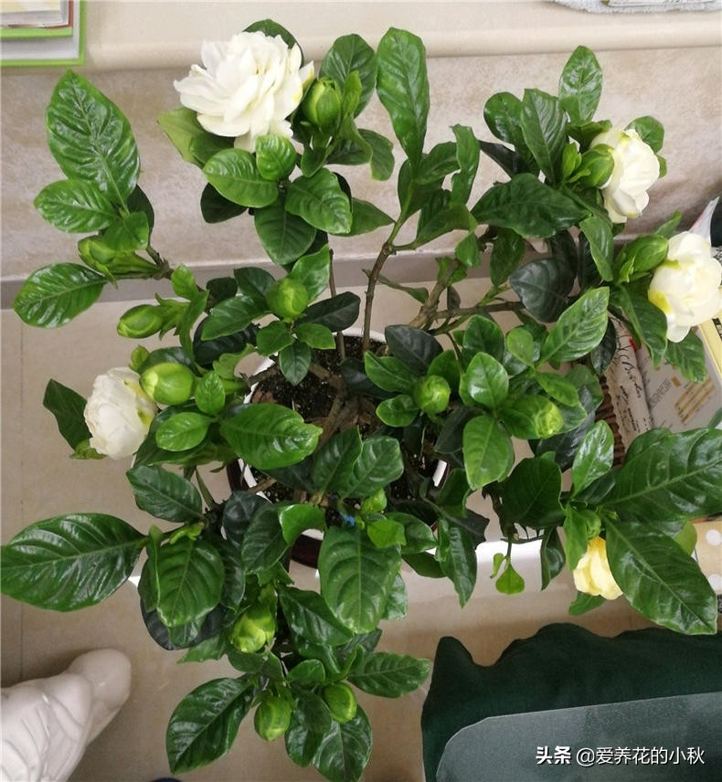 栀子花长得细弱黄叶春季如何处理,土壤保持湿润栀子花黄叶掉花苞