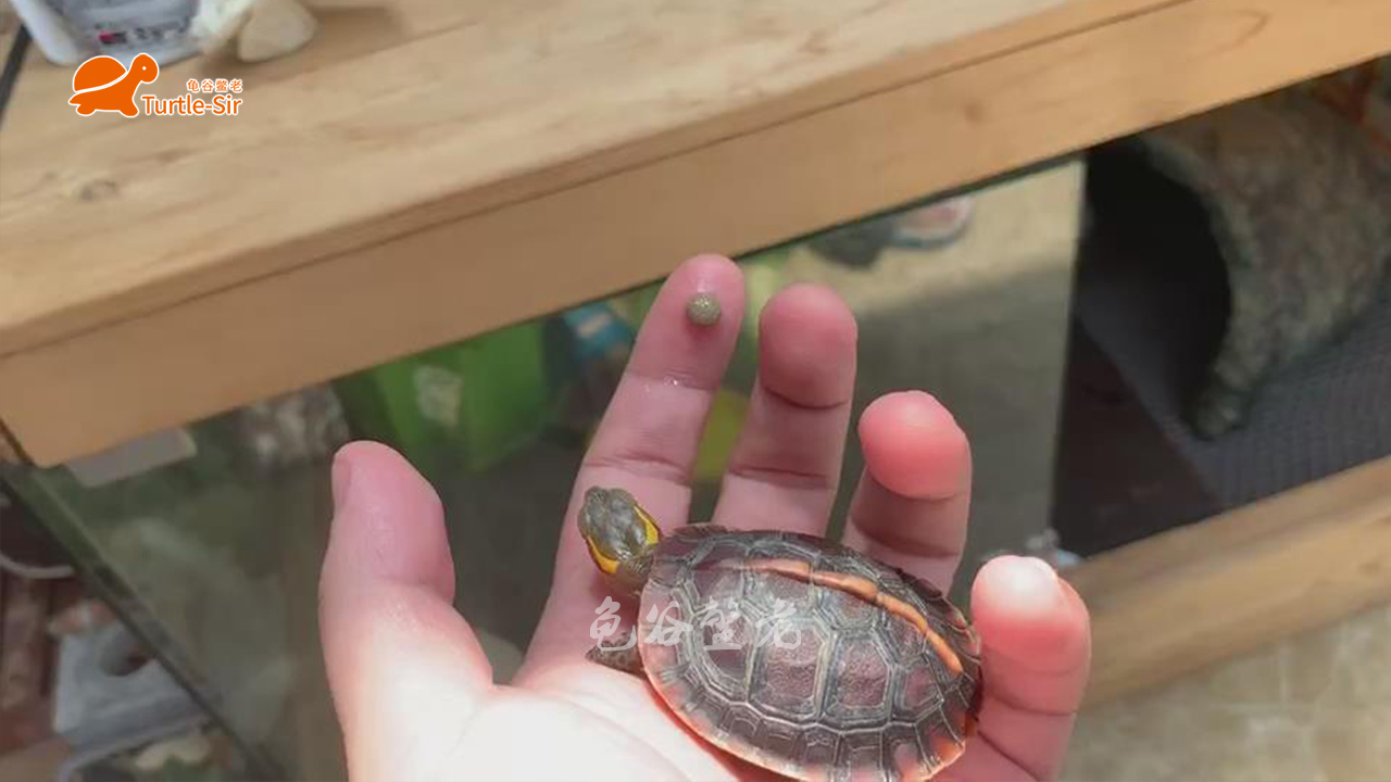 黄缘龟壳越养越淡,黄缘龟裙边甲颜色淡