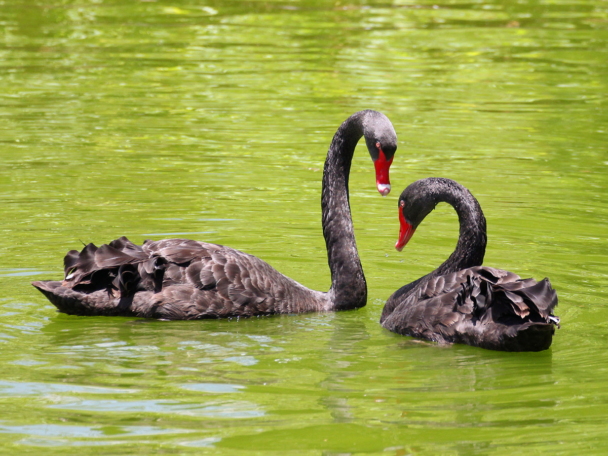 全世界一夫一妻的动物,大自然一夫一妻制的动物
