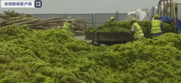 青岛绿苔还有吗,青岛现在变绿了么
