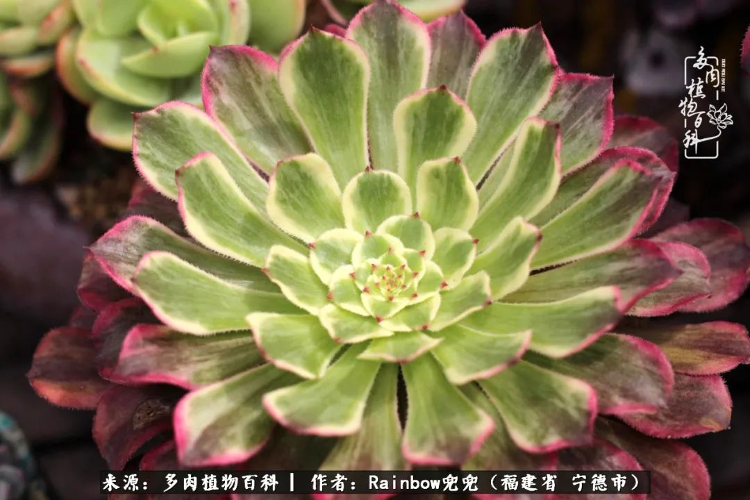 岁月无波澜余生不悲欢是啥意思,愿你岁月无波澜敬我余生无悲欢