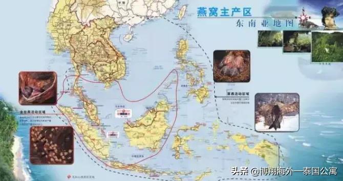 泰国燕窝比马来好些吗,印尼燕窝和马来西亚燕窝区别