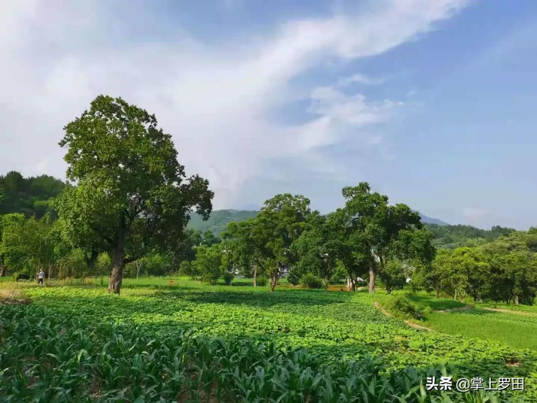 梦里是江南水乡，没曾想，却恋上罗田这个村