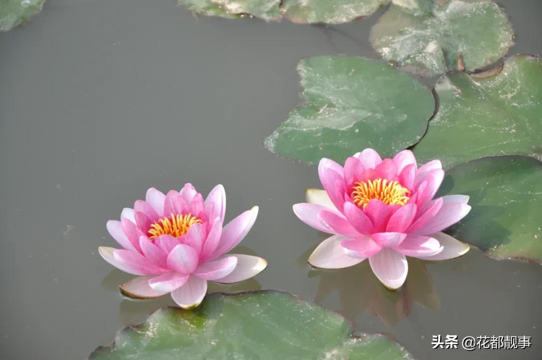 美丽泽州我的家,美丽我的家