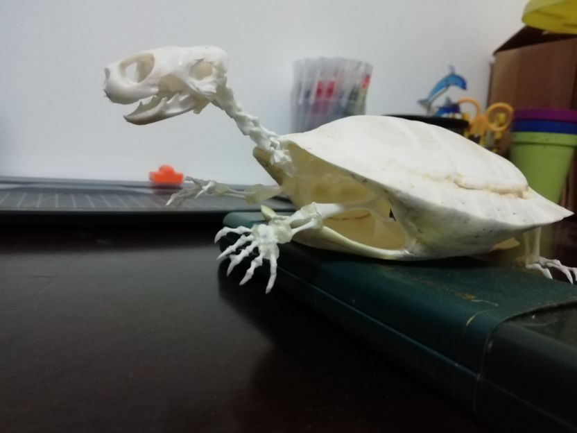 巴西龟怎么做骨骼标本,巴西龟骨骼结构