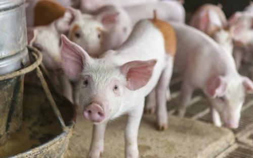 辣椒可以喂猪吗,辣椒在饲料中的作用