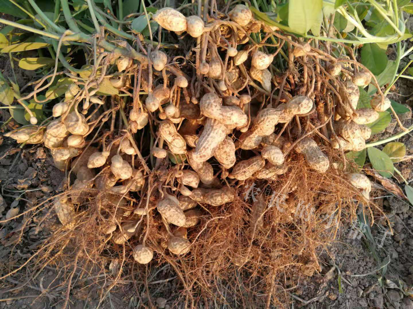 种植花生，为何有人亩收益达到2500元，有人亩收益只有1000元？