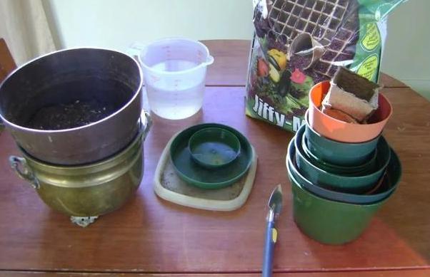 如何防止水培植物烂根的方法,盆栽积水补救方法