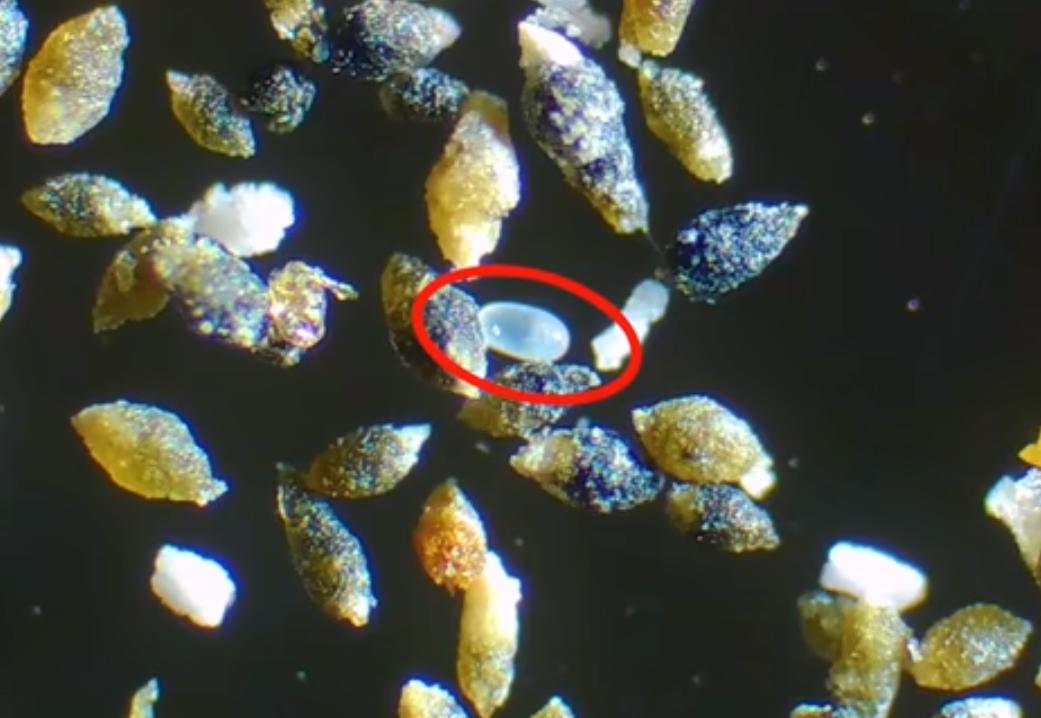 大米里有微小的虫子,米饭里的小黑虫子