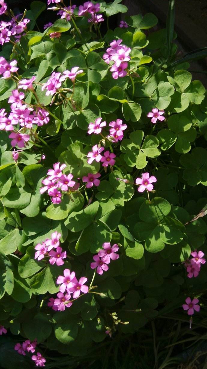 白花三叶草开花图片,开花三叶草浓密款