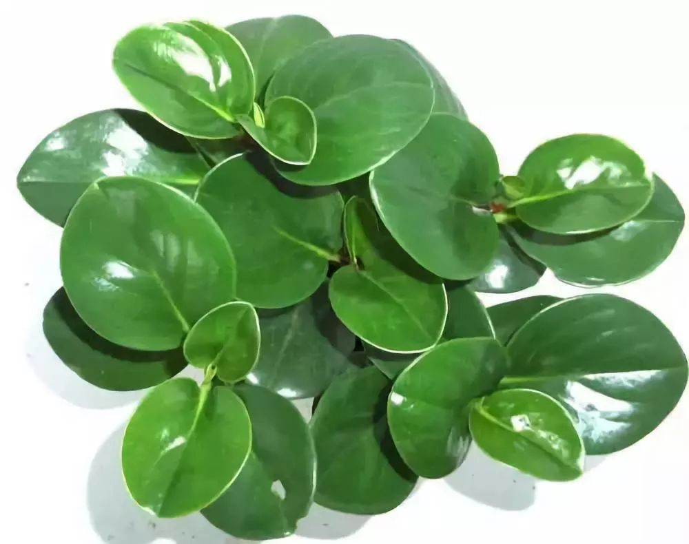 适合阳台养的四季开花有花香的花,花期长耐热耐寒又好养的花卉