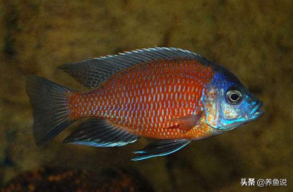 所有小观赏鱼大全,观赏鱼小鱼苗喂什么好