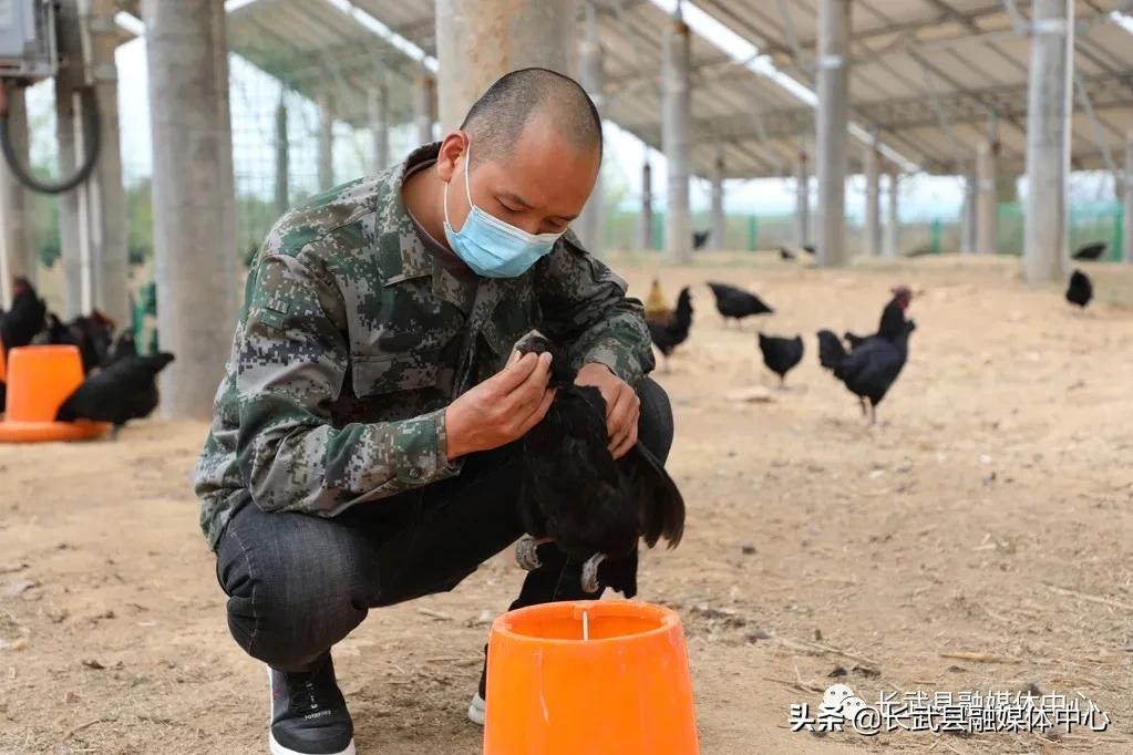 致富经|长武绿皮鸡蛋成为群众脱贫致富的“金蛋蛋”