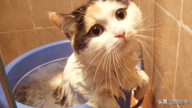 新手养猫攻略养猫需要注意什么,新手养猫攻略养猫必备清单超全