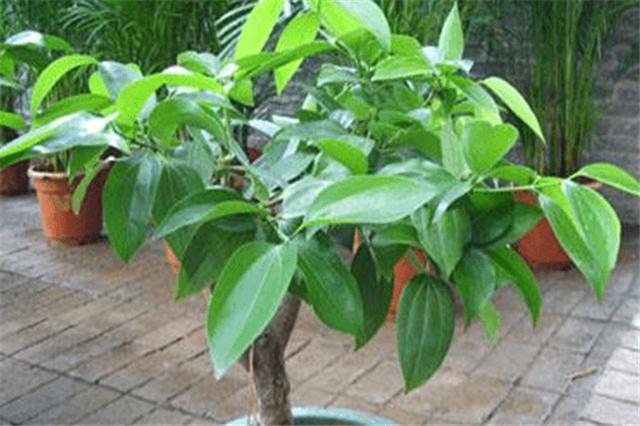 平安树叶的养护方法,平安树的养护方法和注意事项