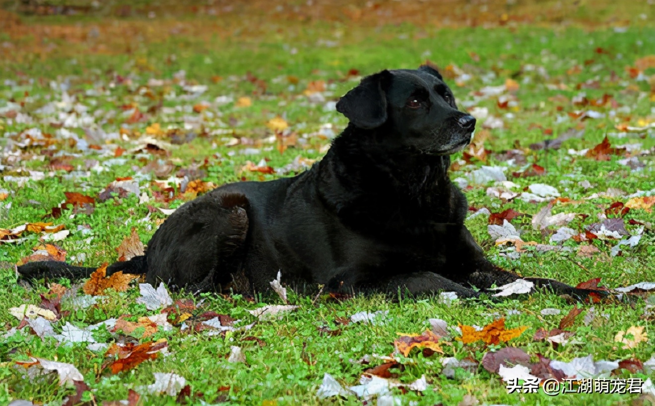 拉布拉多黑色好还是黄色的好,为什么黄色拉布拉多生的黑色崽
