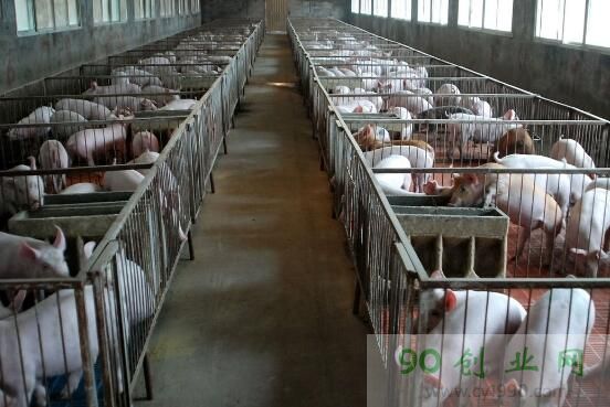 50头小型养猪场整体设计图,建一个小型养猪场需要多少钱