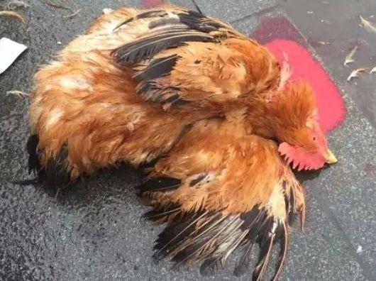 鸡毛怎么拔根最干净,教大家怎么样快速拔鸡毛