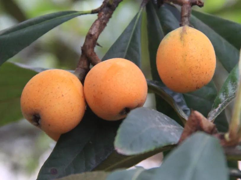 杭州塘栖枇杷采摘寄快递,塘栖枇杷采摘地点推荐