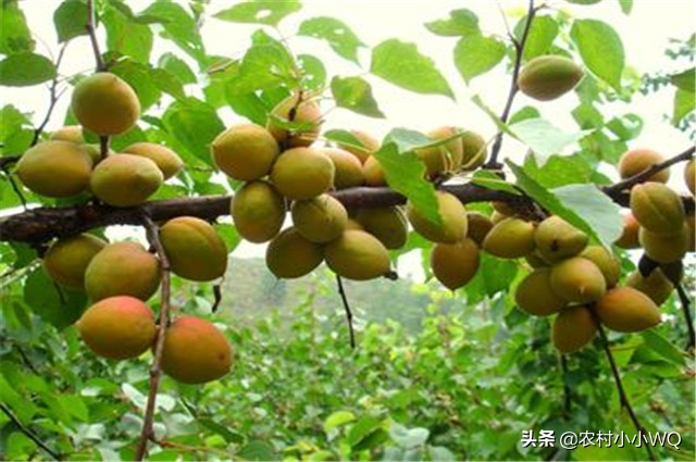 栽培仁用杏前景如何,山杏种植技术大全