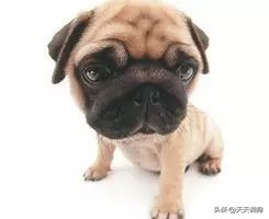 狗狗总是呕吐白色粘液怎么办,狗狗呕吐怎么办不吃食物没精神