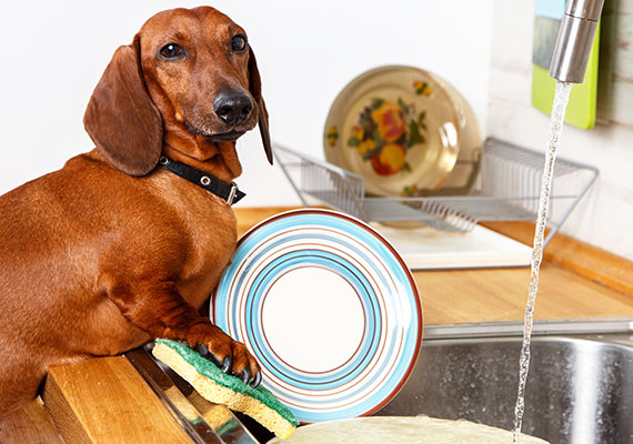 狗狗一直拉肚子呕吐该怎么做,狗狗乱吃东西拉稀拉血怎么办